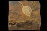 Paleocene Fossil Leaf (Cocculus) - North Dakota #95519-1
